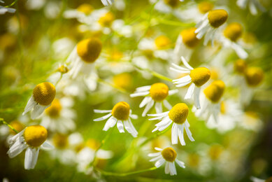 Margeriten im Bio-Bengelchen Garten | © René van Bakel