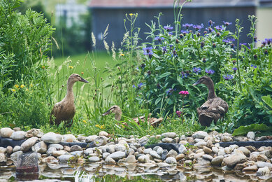 Enten am Ententeich des Bio-Bauernhofs Frei-Hof | © SONNENTOR/@nudlholz.at