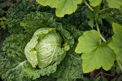 Pflanzen im Permakultur-Garten | © SONNENTOR