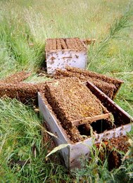 Auf dem Foto ist ein geöffneter Bienenstock zu sehen. | © SONNENTOR