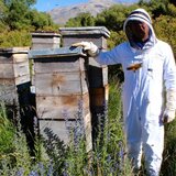 Auf dem Foto sieht man einen Imker neben Bienenstöcken stehen. | © SONNENTOR