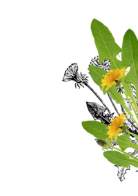 © SONNENTOR © SONNENTOR