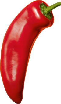 Paprika | © SONNENTOR Foto von einer roten Paprika. | © SONNENTOR