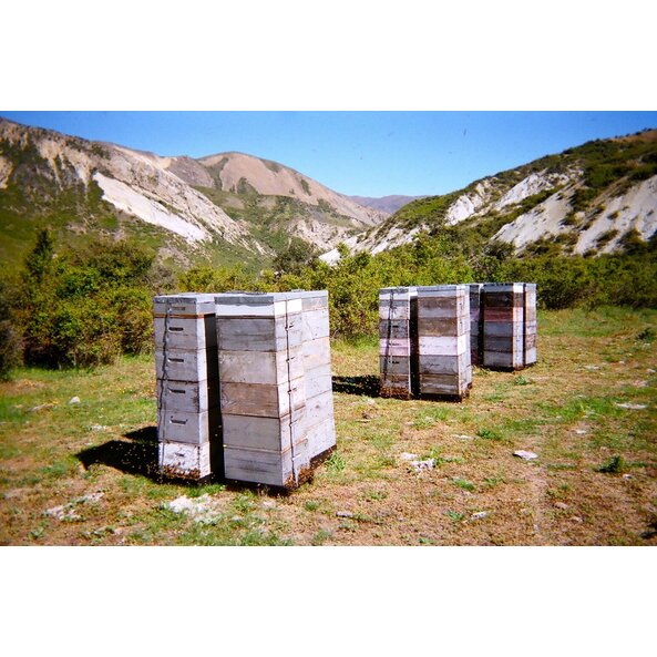 Bienen_landschaft.jpg Bienen_landschaft.jpg