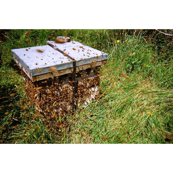 hive 2_2.jpg hive 2_2.jpg