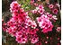 Manuka flower for honey.JPG.jpg Manuka flower for honey.JPG.jpg