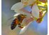 Manuka_Neuseeland 2.jpg Manuka_Neuseeland 2.jpg