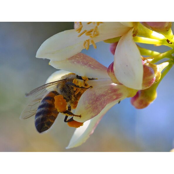 Manuka_Neuseeland 2.jpg Manuka_Neuseeland 2.jpg