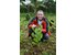 The photo shows a man behind a turmeric plant. He is holding turmeric in his hands.