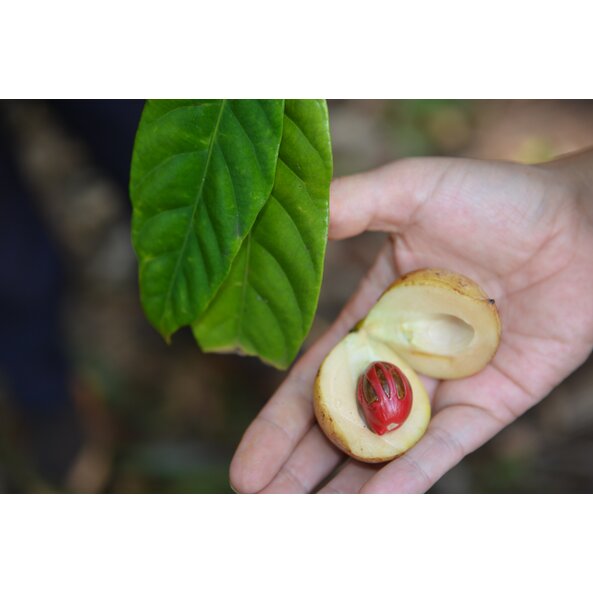 Muskatnuss_Macis_Tansania 5.jpg Muskatnuss_Macis_Tansania 5.jpg