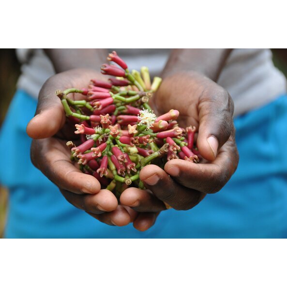 Nelken_Pflanze_Tansania 2.jpg Nelken_Pflanze_Tansania 2.jpg