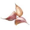 Knoblauch bio