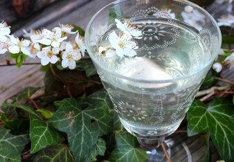 Auf dem Foto sieht man ein Glas mit Waldmeisterbowle. Das Glas ist von Efeu umgeben. | © SONNENTOR