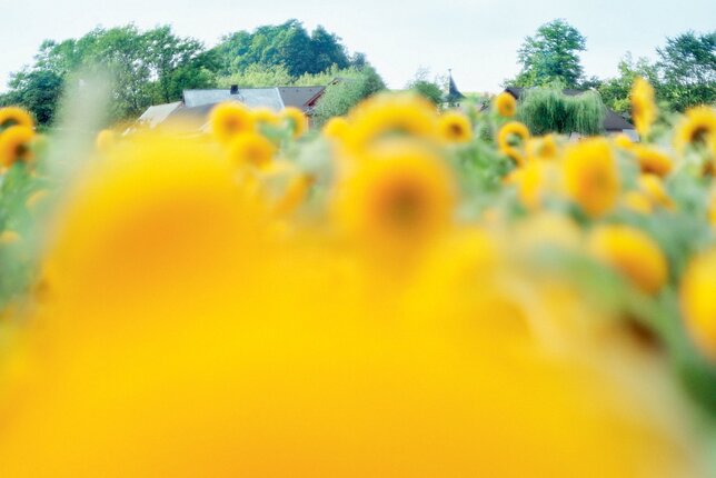 Auf dem Foto ist ein Sonnenblumenfeld zu sehen. | © SONNENTOR