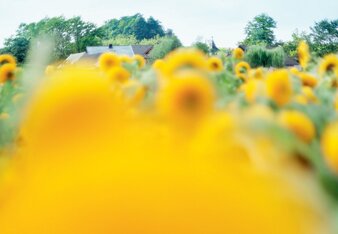 Auf dem Foto ist ein Sonnenblumenfeld zu sehen. | © SONNENTOR