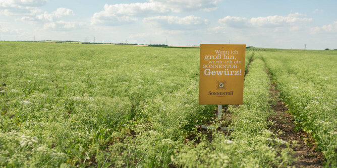 Foto von einem Feld auf dem eine Tafel zu sehen ist. Auf der Tafel steht - Wenn ich groß bin, werde ich ein Sonnentor Gewürz. | © SONNENTOR