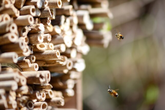 Auf dem Foto sind Bienen auf dem Weg zu ihrem Stock zu sehen. | © SONNENTOR