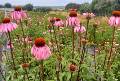 Echinacea | © SONNENTOR