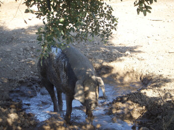 Freilandschweine auf der finca de la mesa | © SONNENTOR