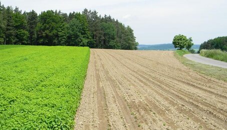 Feld in Tschechien | © SONNENTOR