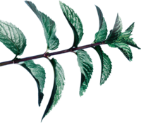 Pfefferminze | © SONNENTOR Pfefferminze | © SONNENTOR