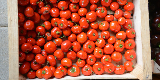 Auf dem Foto ist eine Kiste gefüllt mit Tomaten zu sehen. | © SONNENTOR