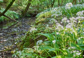 Auf dem Foto sieht man frischen Bärlauch in der Natur. | © SONNENTOR