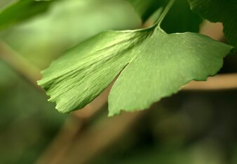 Auf dem Foto ist ein Blatt zu sehen. | © SONNENTOR