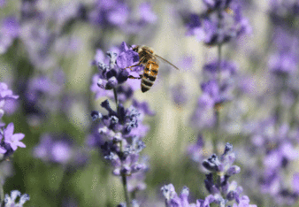 Auf dem Foto ist ein Lavendelfeld zu sehen. Auf einer Lavendelblüte ist eine Biene zu sehen. | © SONNENTOR