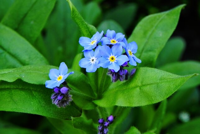 Auf dem Foto ist ein Vergissmeinnicht mit den blauen Blüten zu sehen. | © SONNENTOR