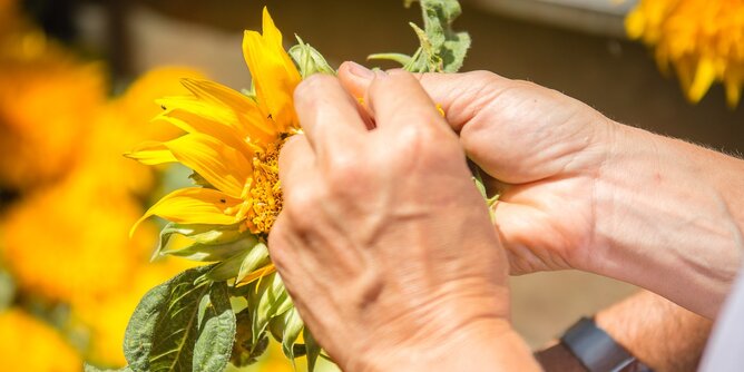 Auf dem Foto sieht man wie jemand die Sonnenblumenkerne aus der Sonnenblume heraus löst. | © SONNENTOR